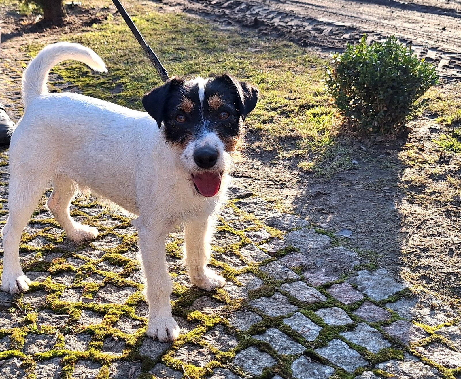 Reproduktor oferta krycia Parson Russell Terrier ZKWP FCI - 2