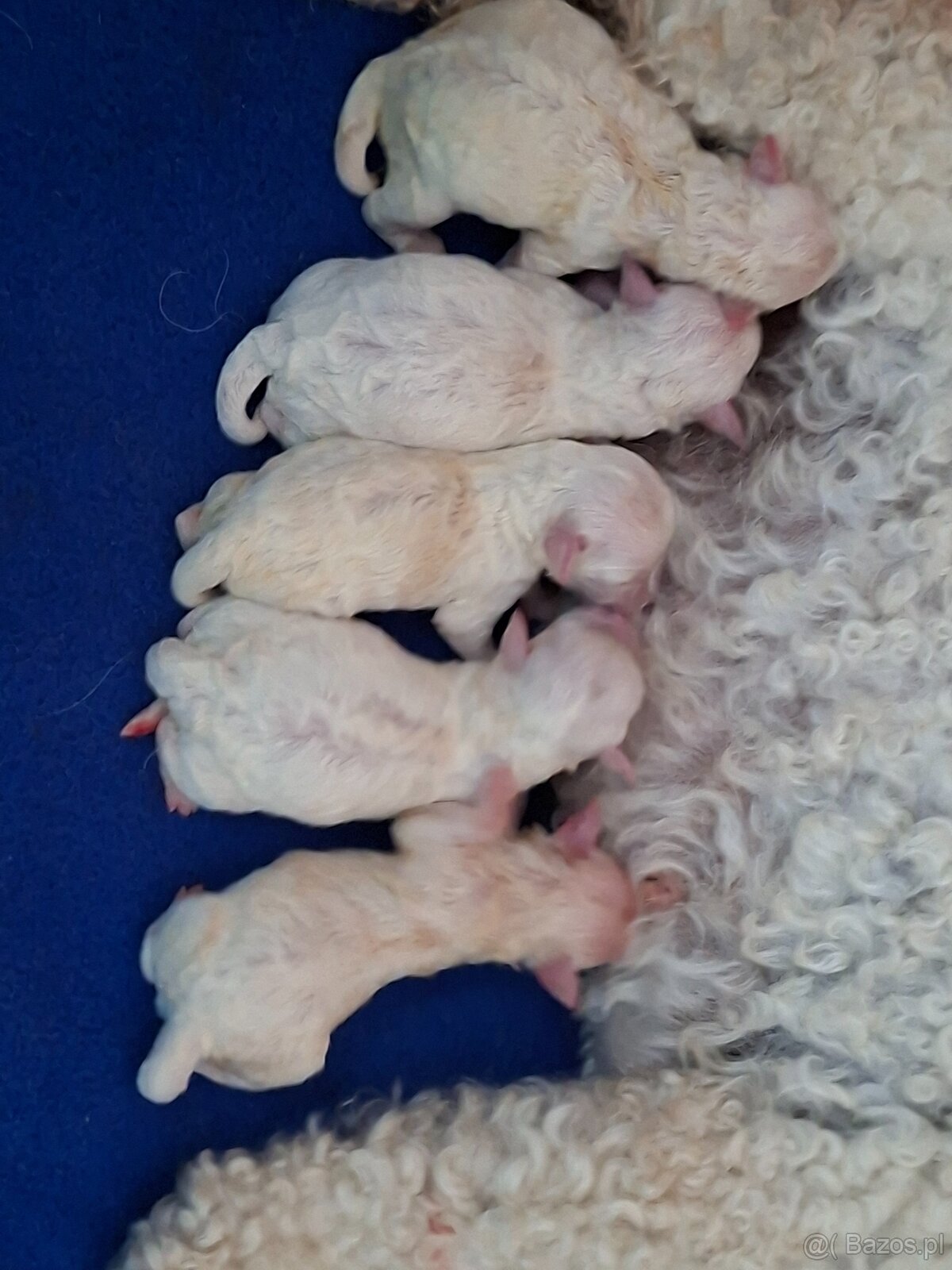 Bichon frise s PP - 2
