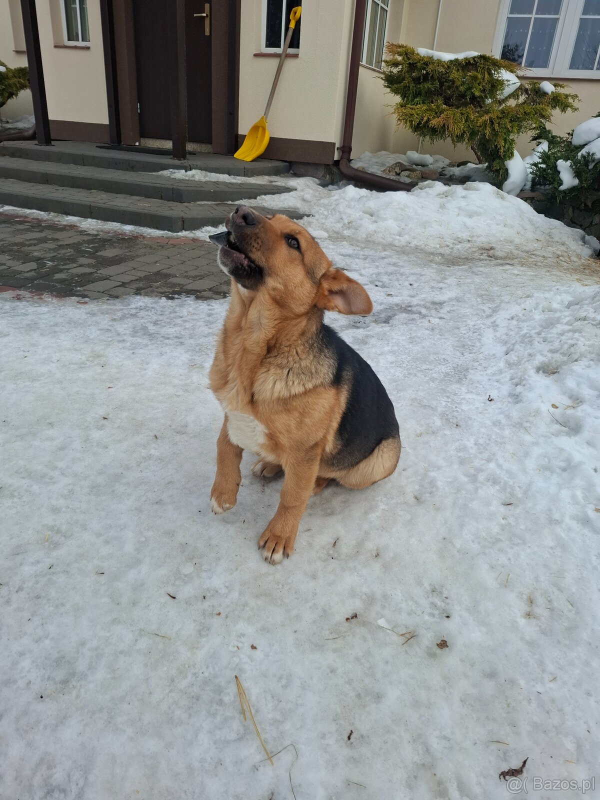 Oddam suczkę cztery miesiące - 2