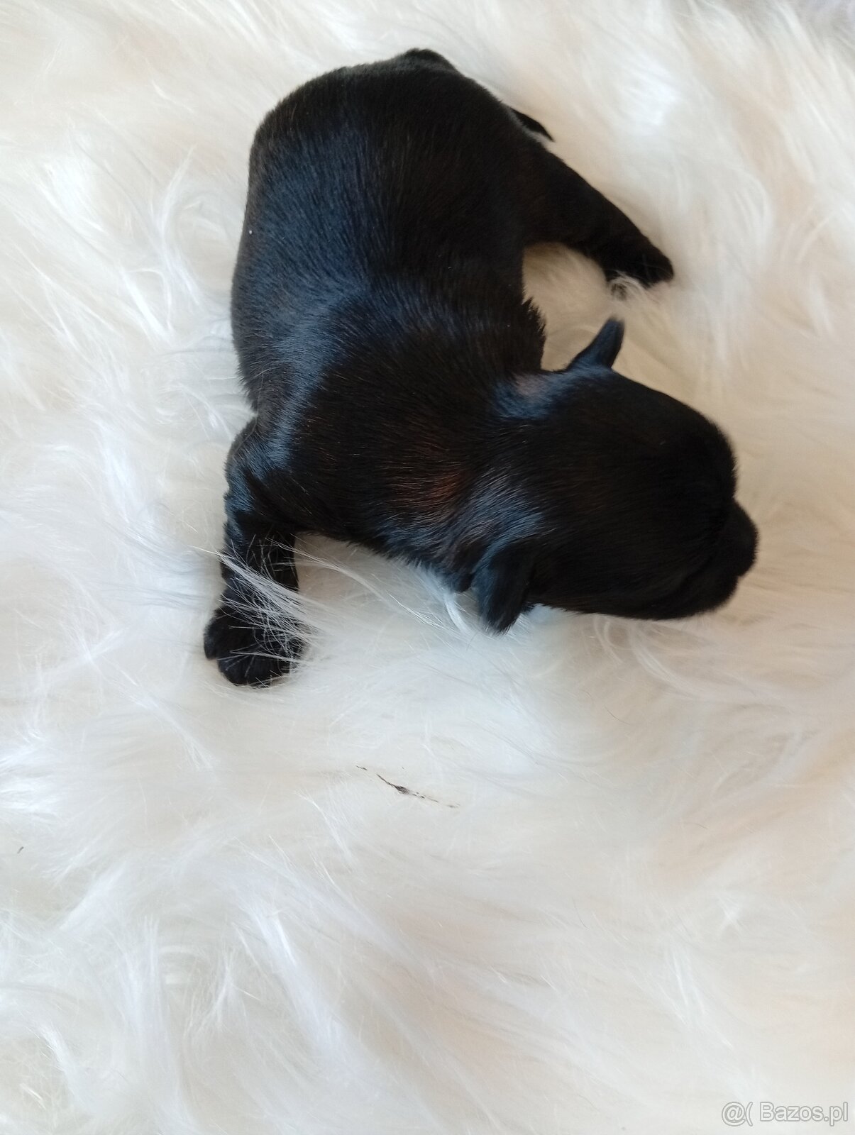 Mini suczka Black Yorkshire terrier,nie biewer. - 2