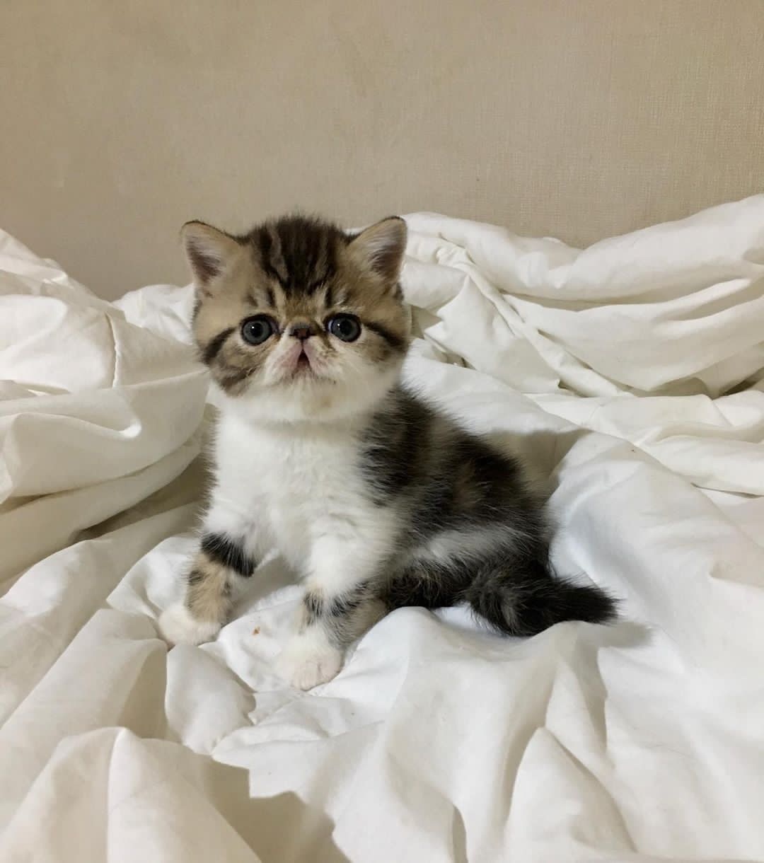 Kocięta egzotyczne krótkowłose na sprzedaż - 2