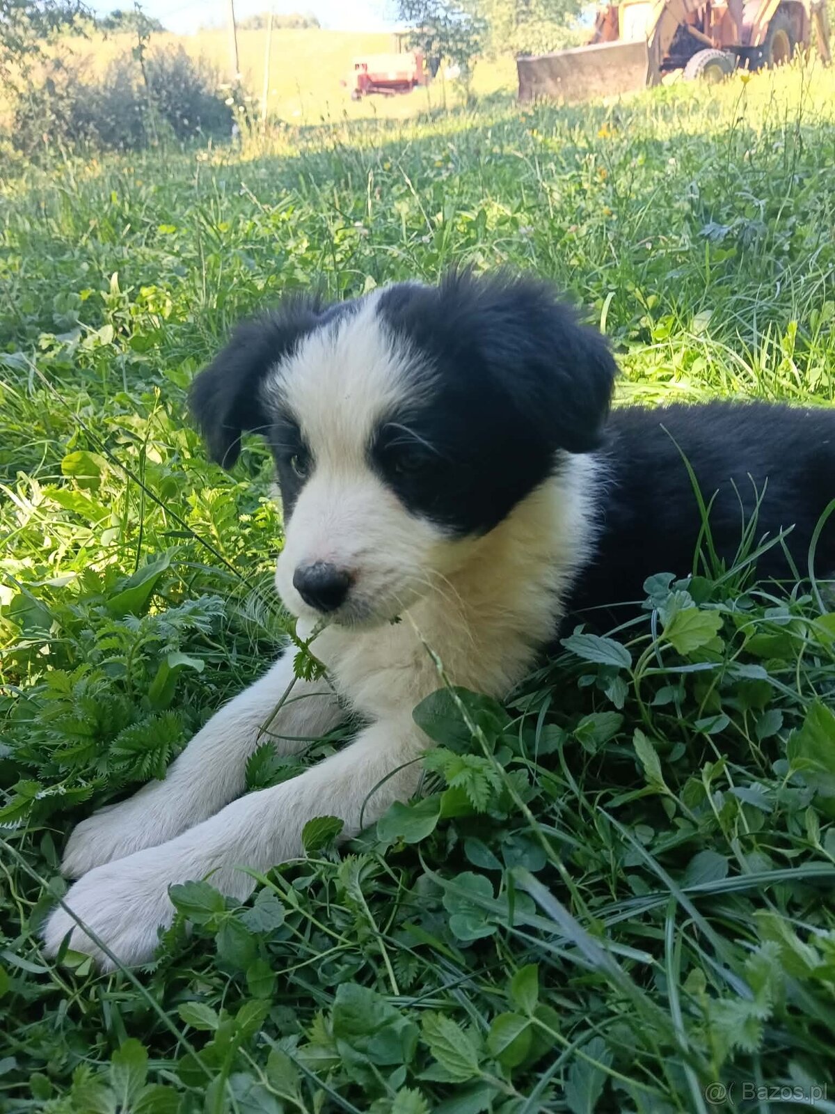 Border collie - 2