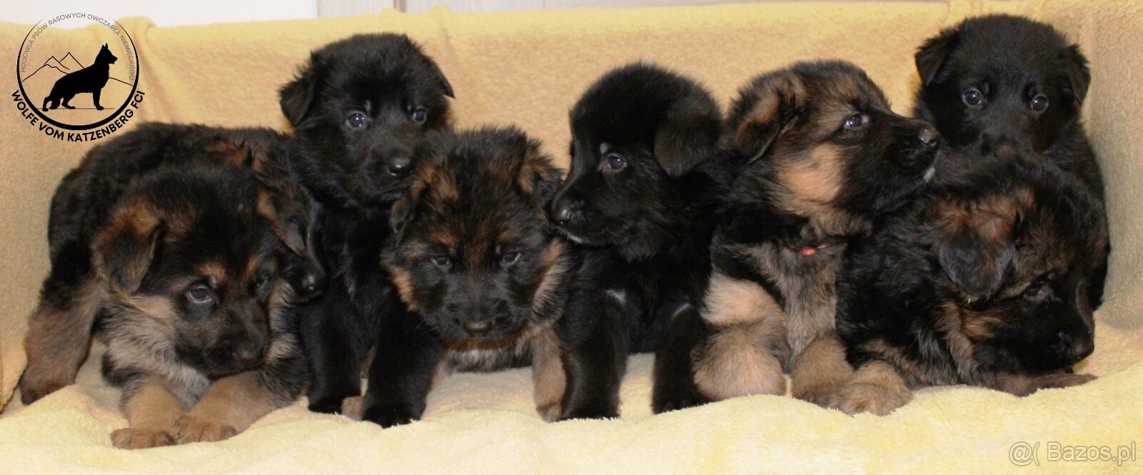 Owczarek niemiecki krótkowłosy szczeniaki o: Mistrz Świata - 2