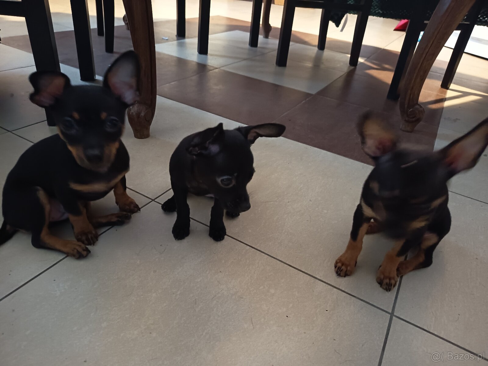 Pinczer miniaturowy - 2