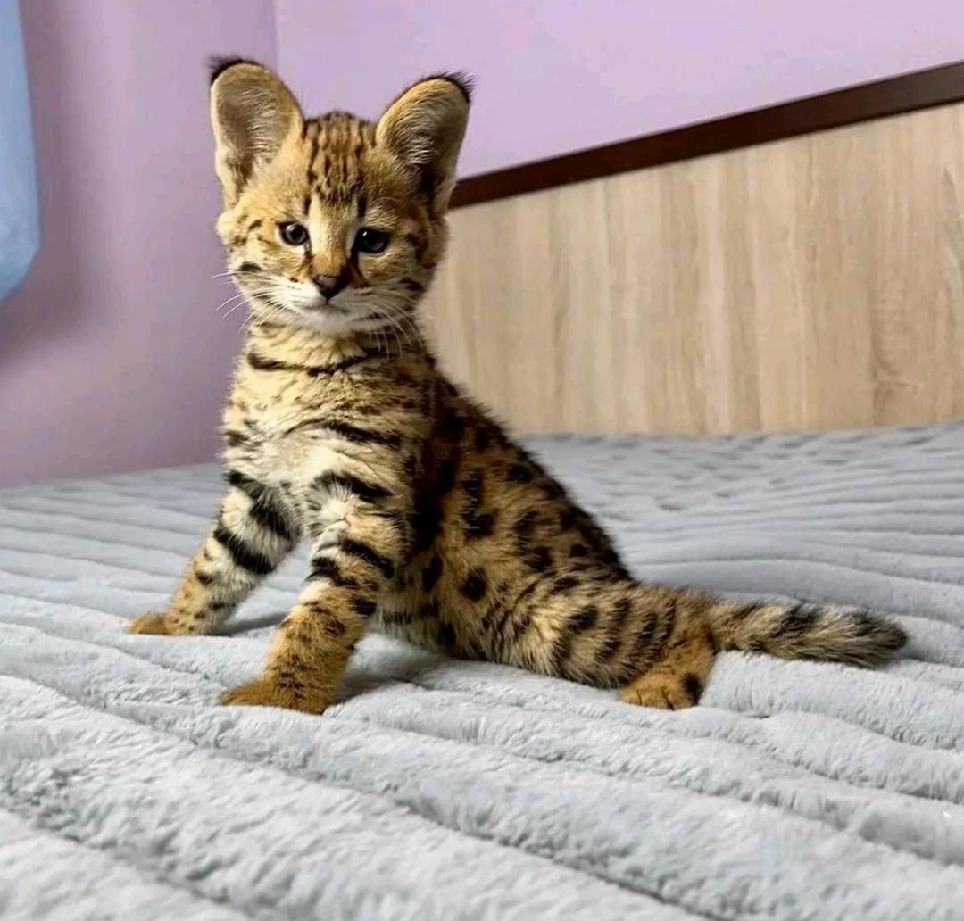 Kocięta Savannah na sprzedaż - 2