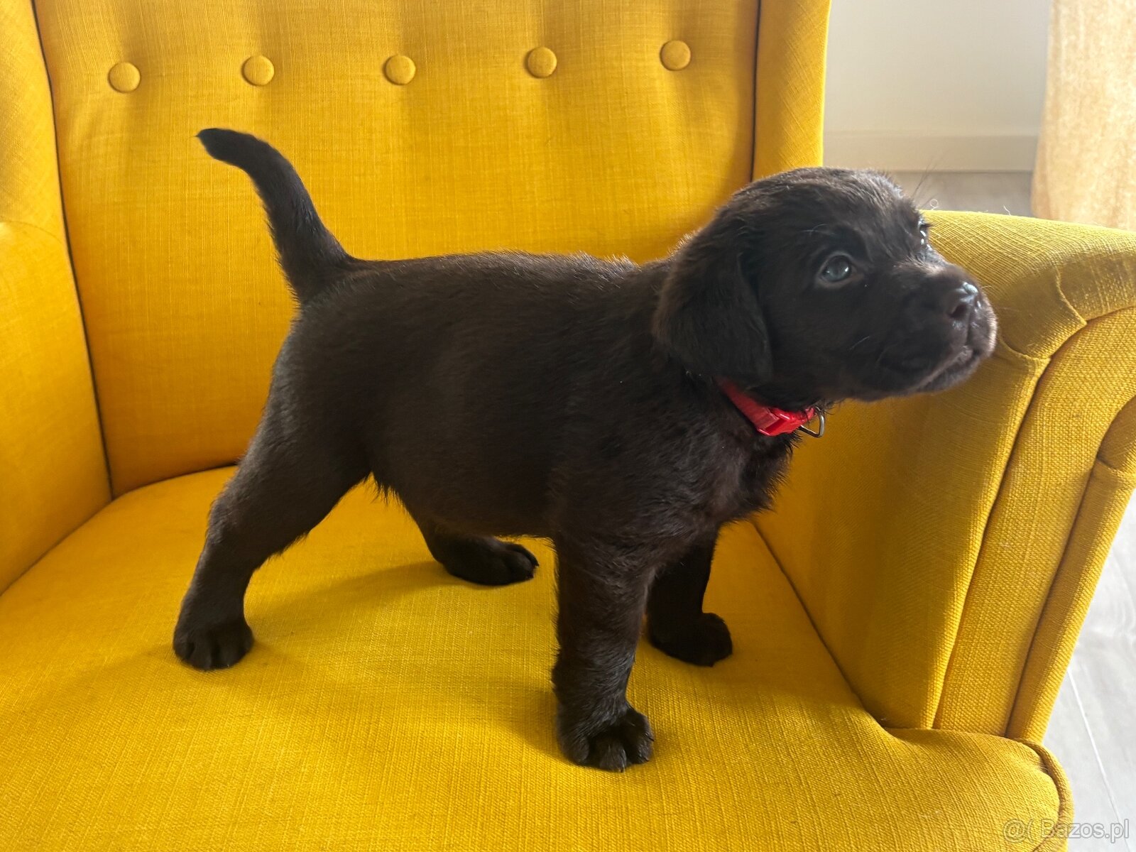 Labrador czekoladowy szczenię - 2