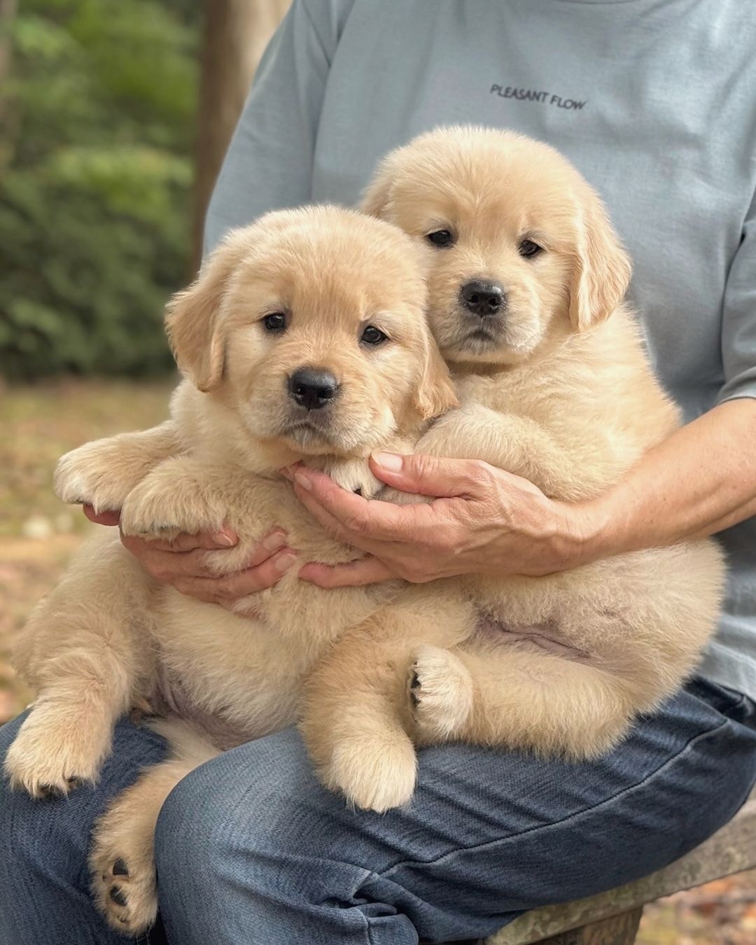 Szczenięta Golden Retriever na sprzedaż - 2