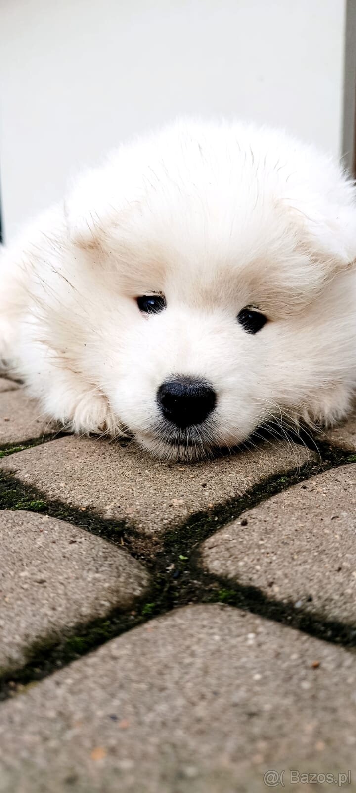 Samoyed- szczeniaki - 2