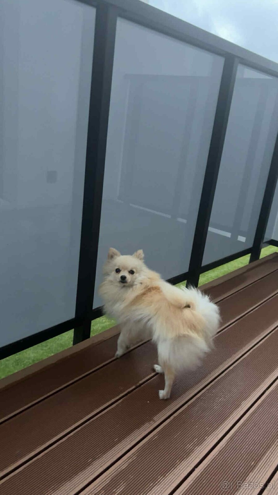 Szpic Miniaturowy - 2