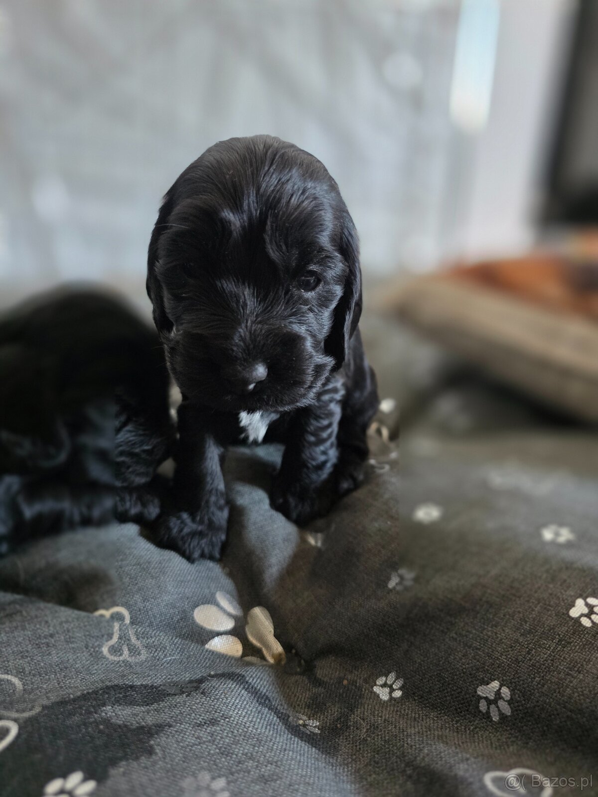 Cocker spaniel angielski - 2