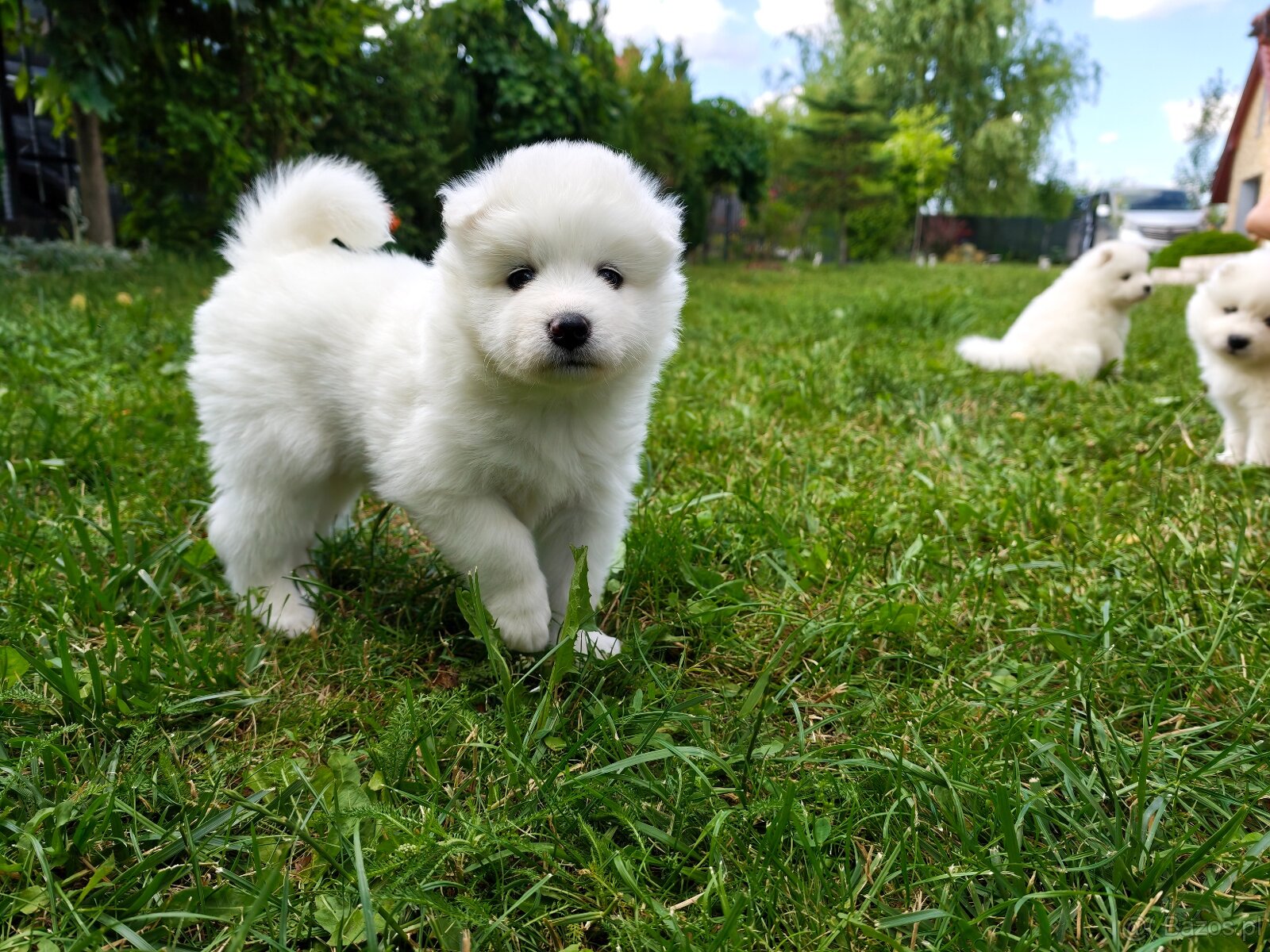 Samoyed - szczenięta - 2