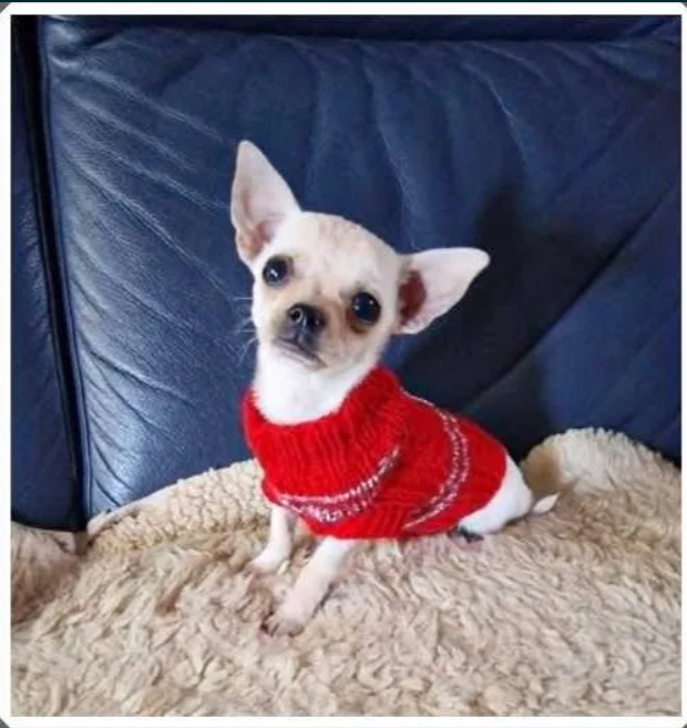 Chihuahua malutki kremowo biały piesek - 2