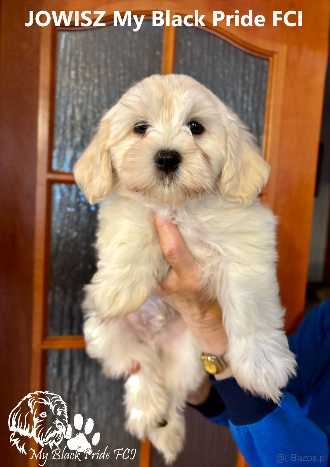 Maleńki Hawańczyk, który kocha od pierwszego spojrzenia - 2