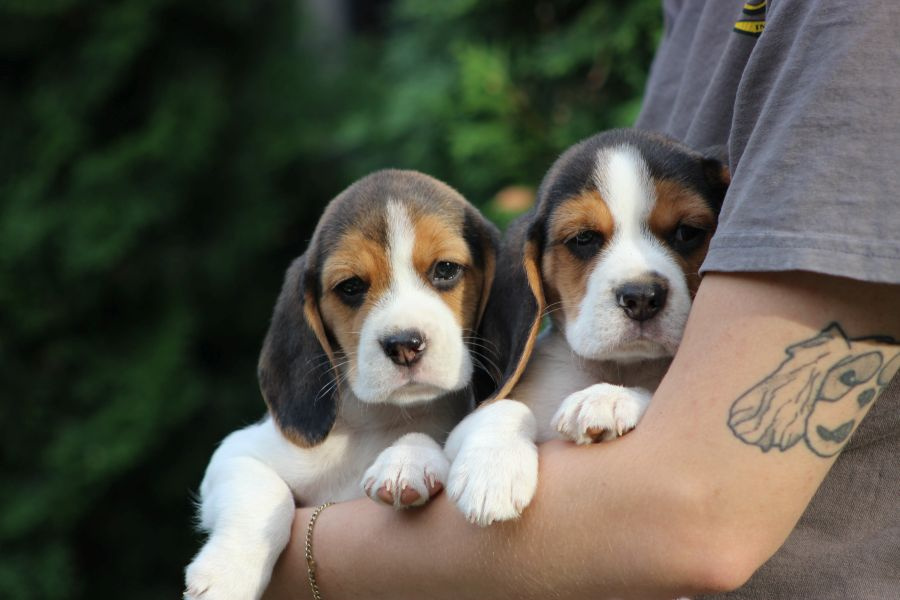 Beagle szczeniaczki ZKwP FCI po Championie - 2