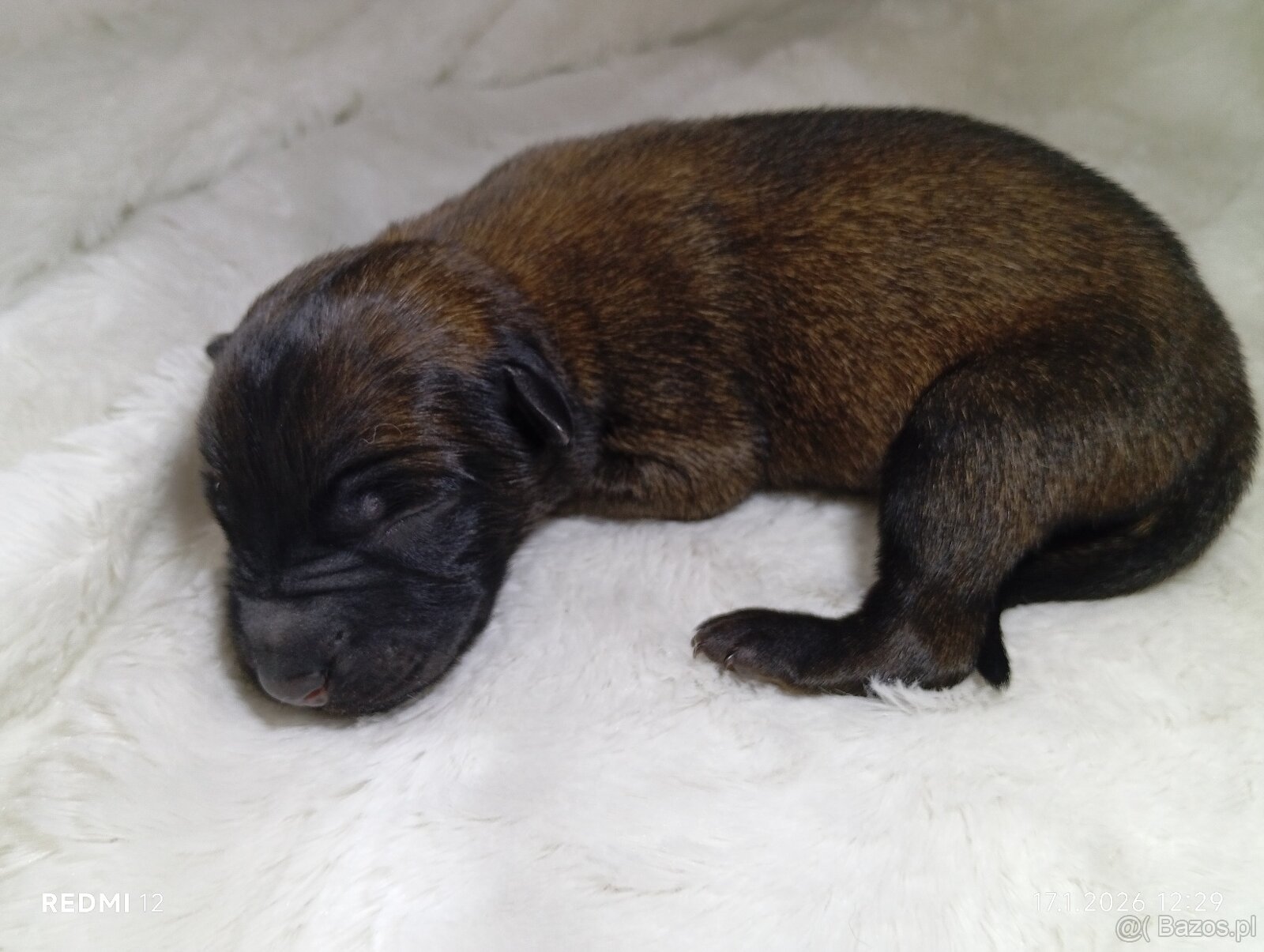 Owczarek belgijski z rodowodem - 2