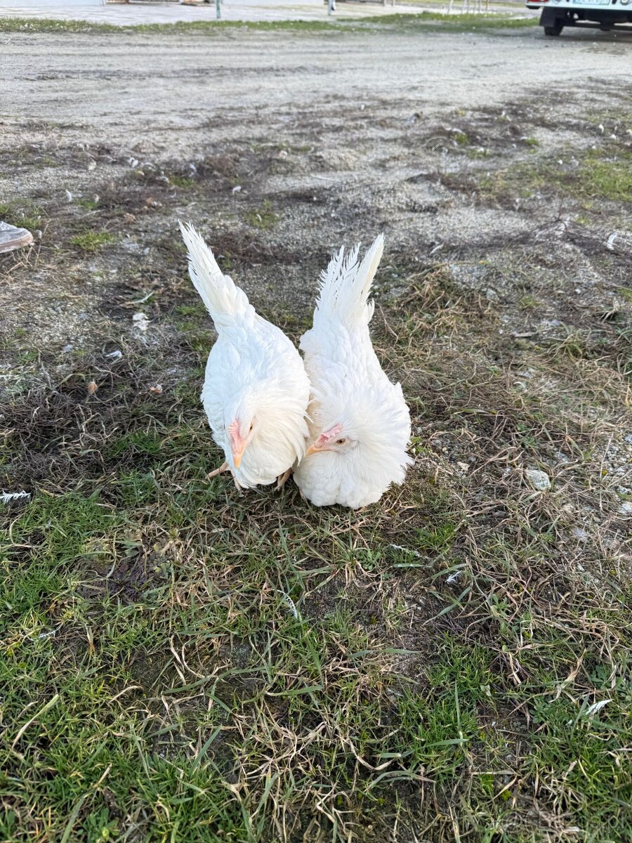 Kury z jajkiem Rossa - 2