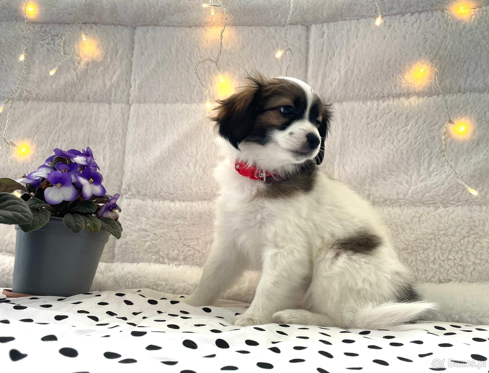 spaniel kontynentalny miniaturowy, phalene, nie papillon - 2