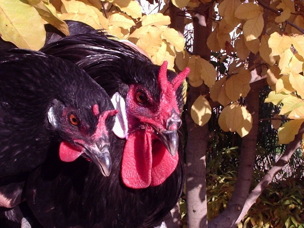 La Fleche-jaja legowe - 2