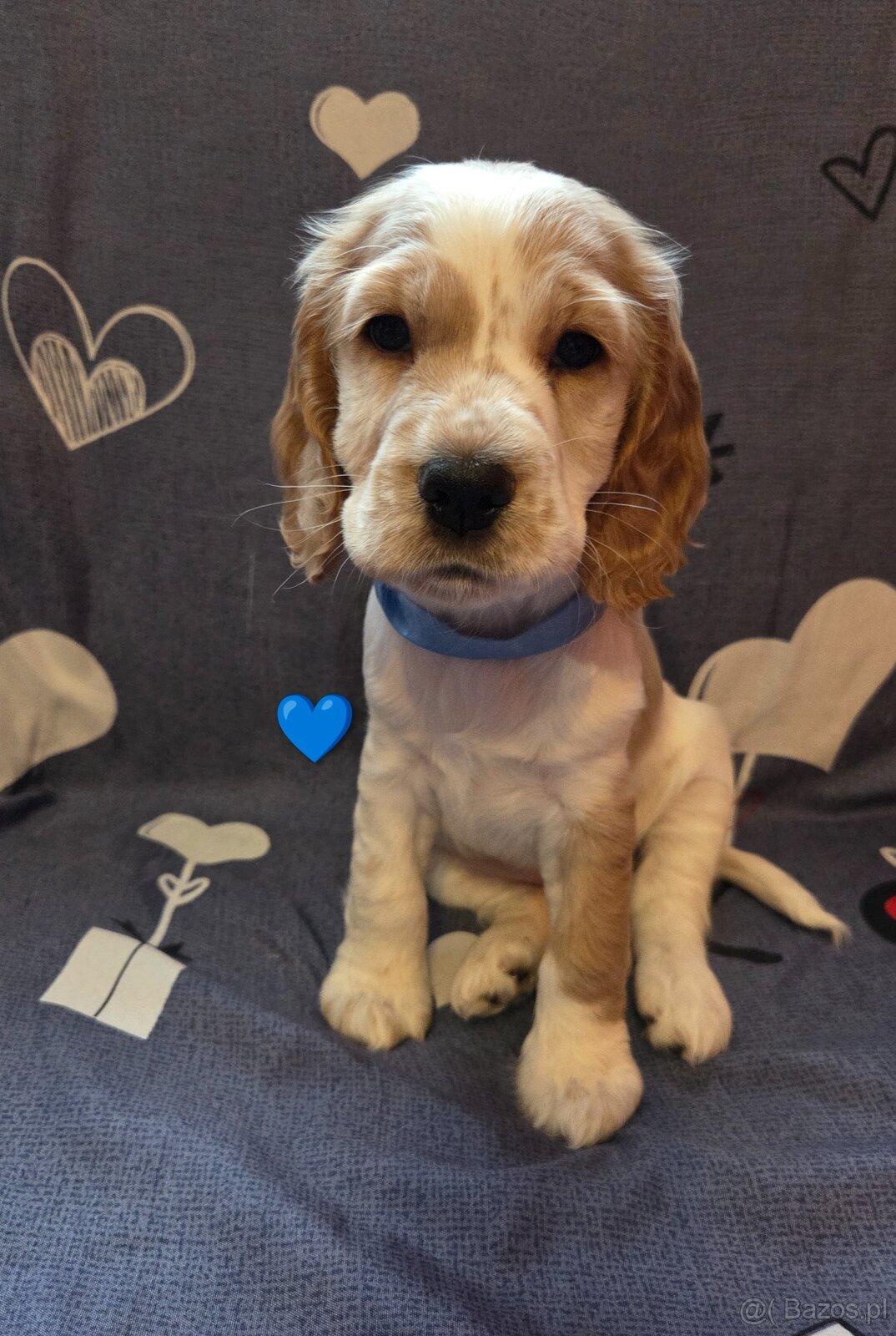 Coker Spaniel Angielski - 2