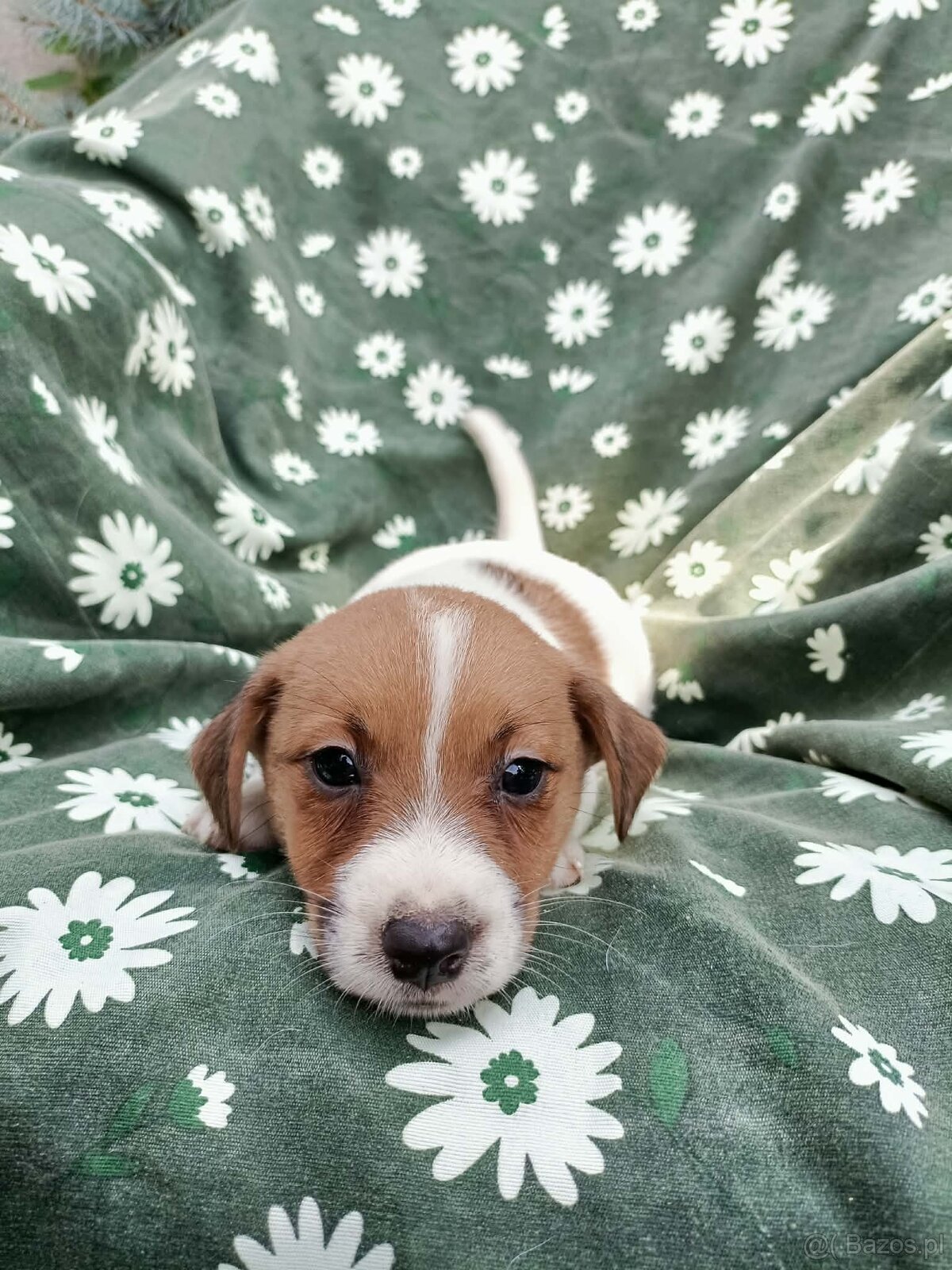 Jack Russell terrier JRT rodzice FCI - 2
