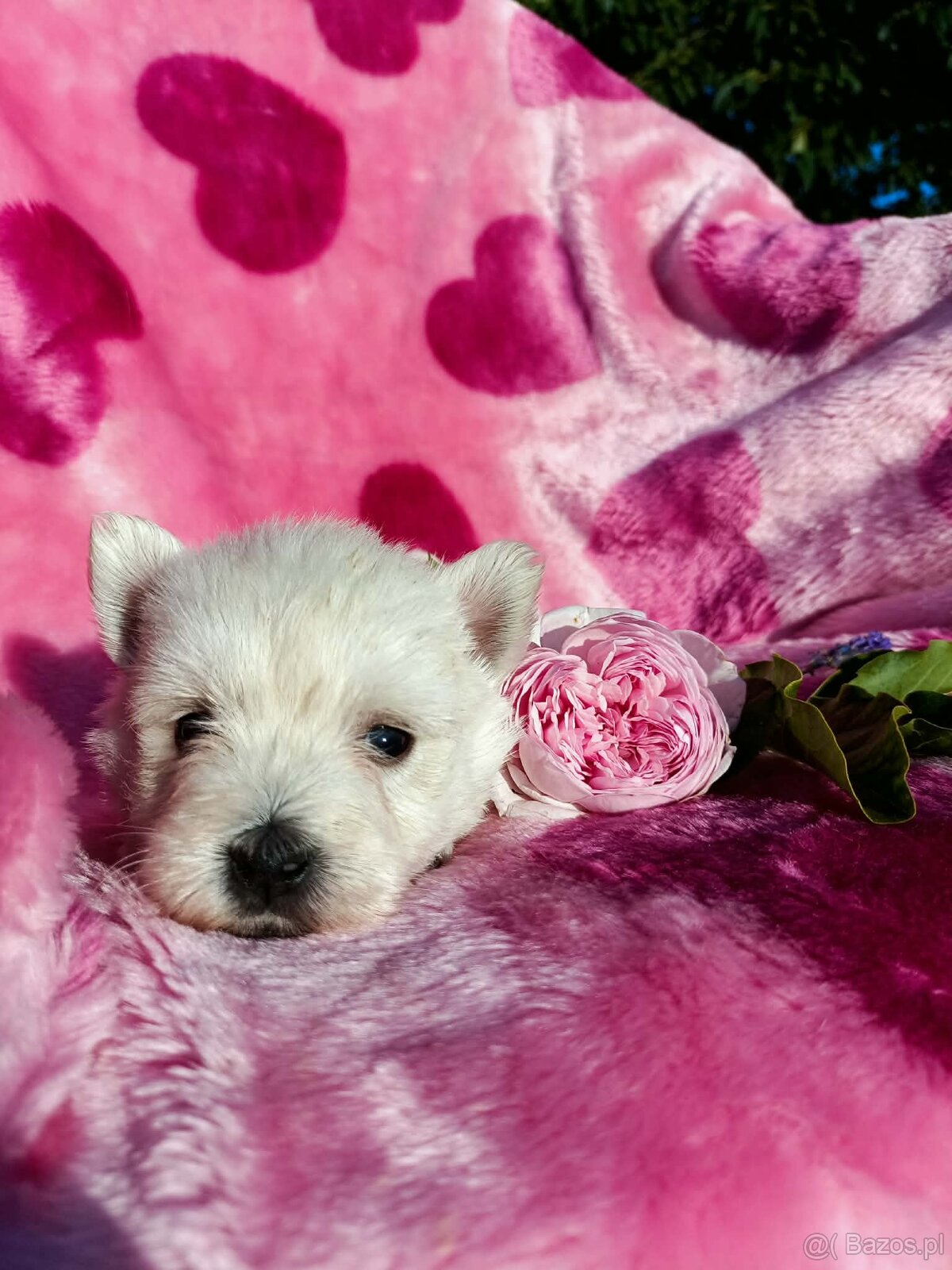 Wzorcowa suczka West highland white terrier ojciec FCI - 2