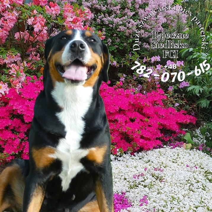 Duży Szwajcarski Pies Pasterski szczeniaki po championie FCI - 2