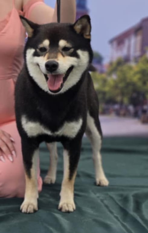 Dwoje szczeniąt Shiba Inu ur.07.08.2026r. - 2