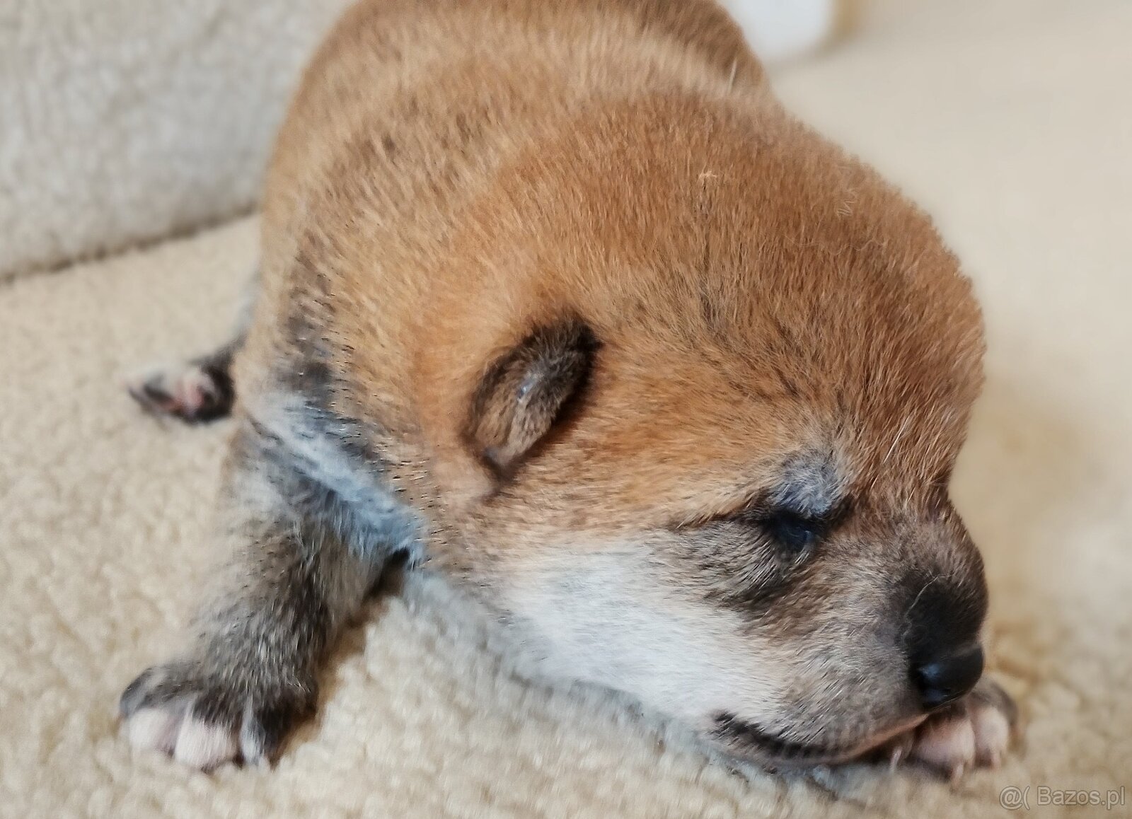 Dwoje szczeniąt Shiba Inu ur.07.08.2026r. - 2