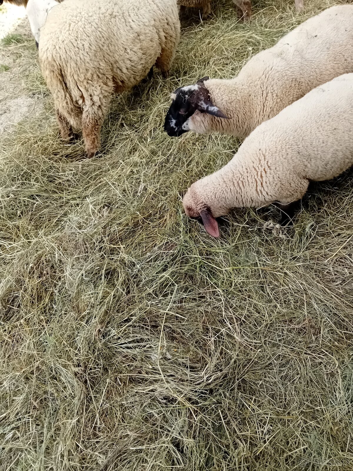 Baranki do Twojego ogródka - 2