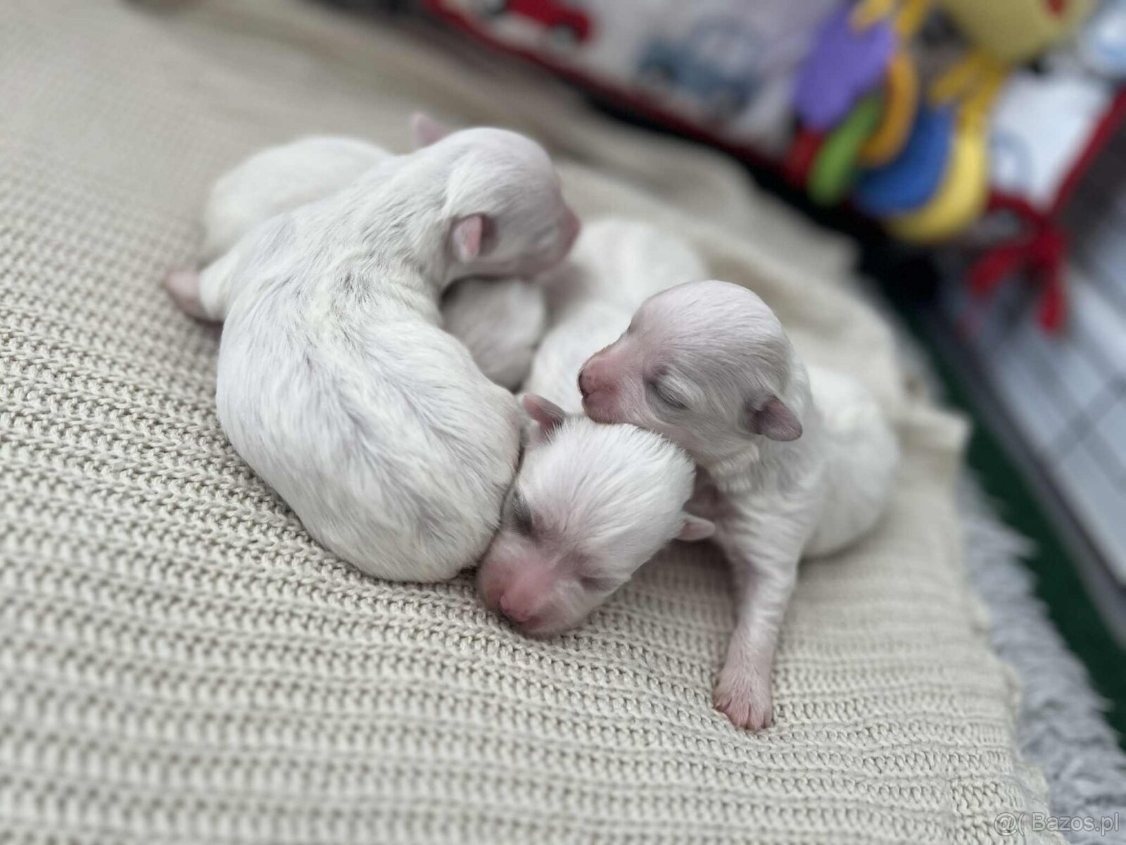 Maltańczyki z rodowodem - 2