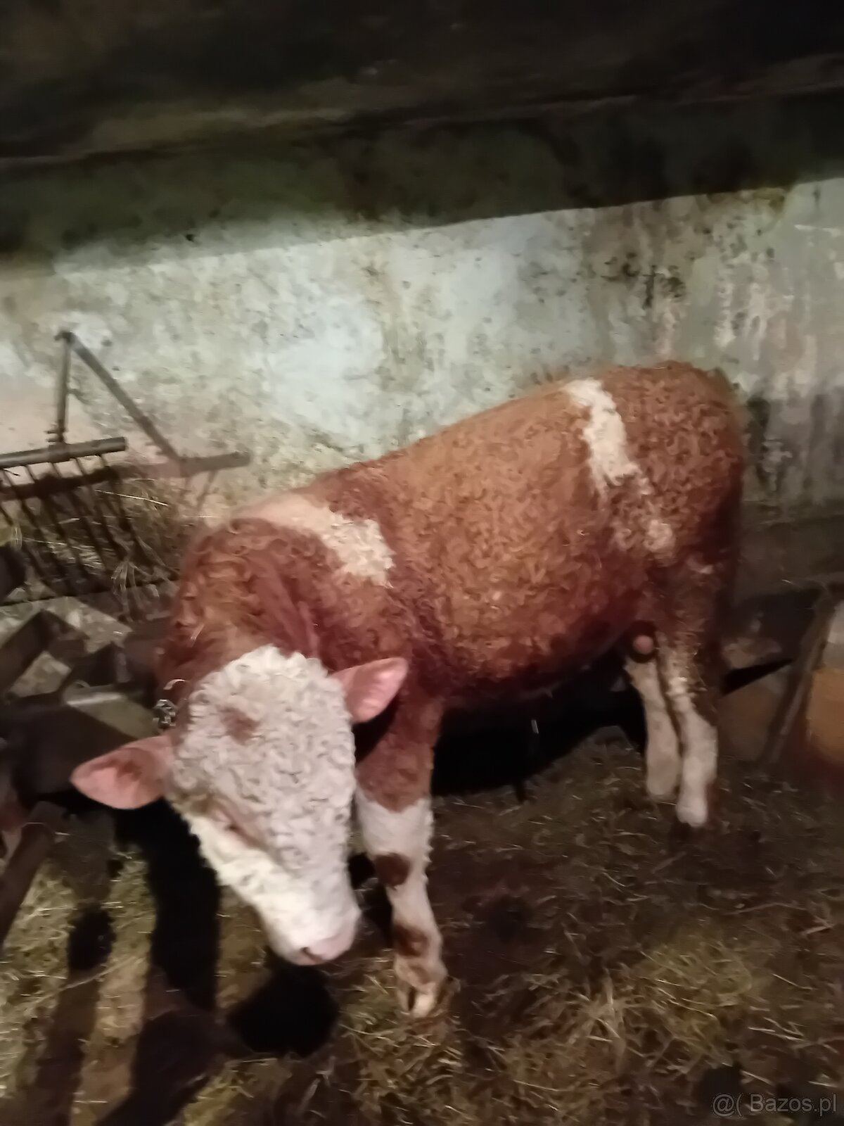 Sprzedam 2 ćwiartki byczka 8 miesięcznego - 2