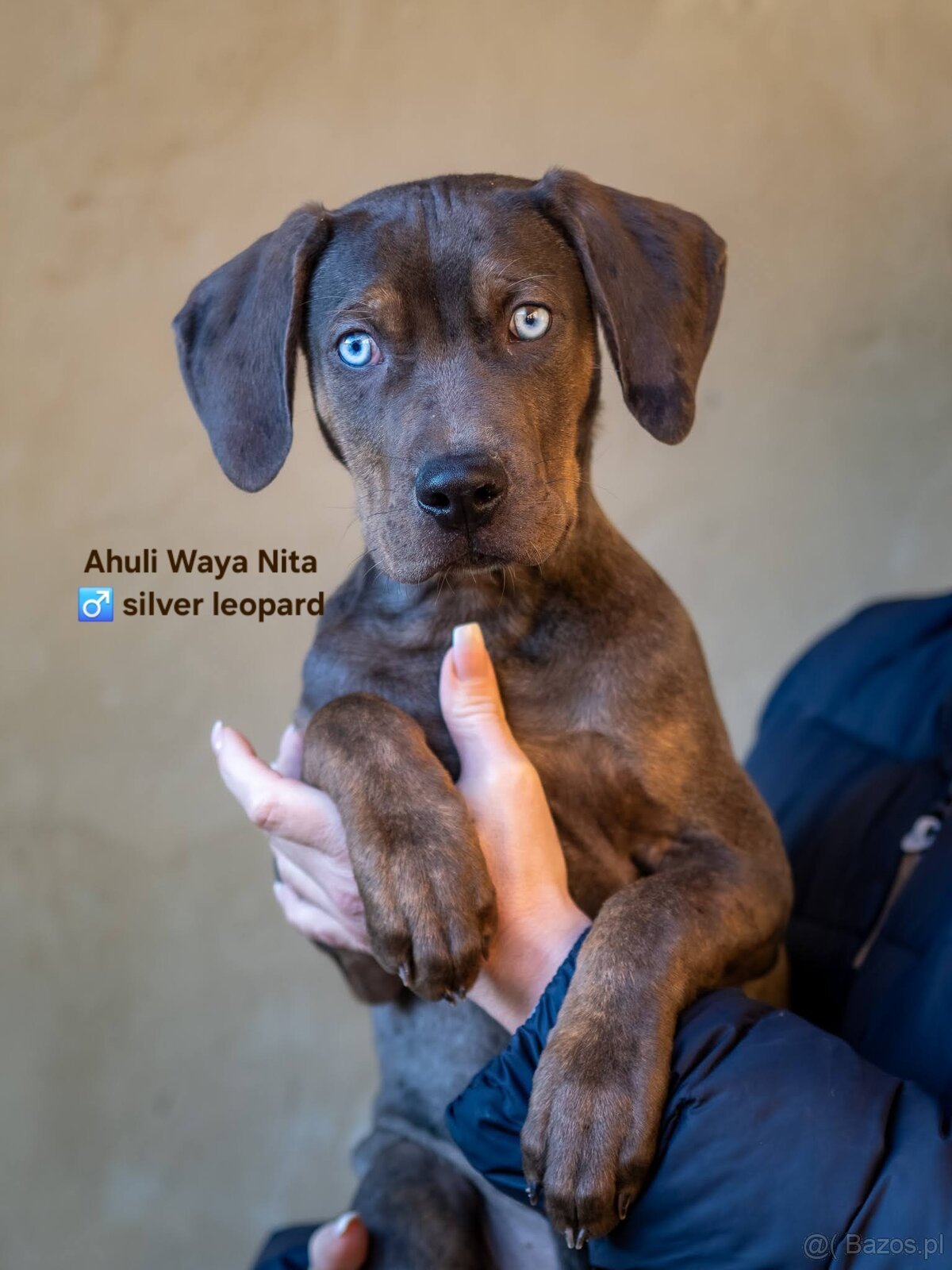 Catahoula Leopard Dog - 2