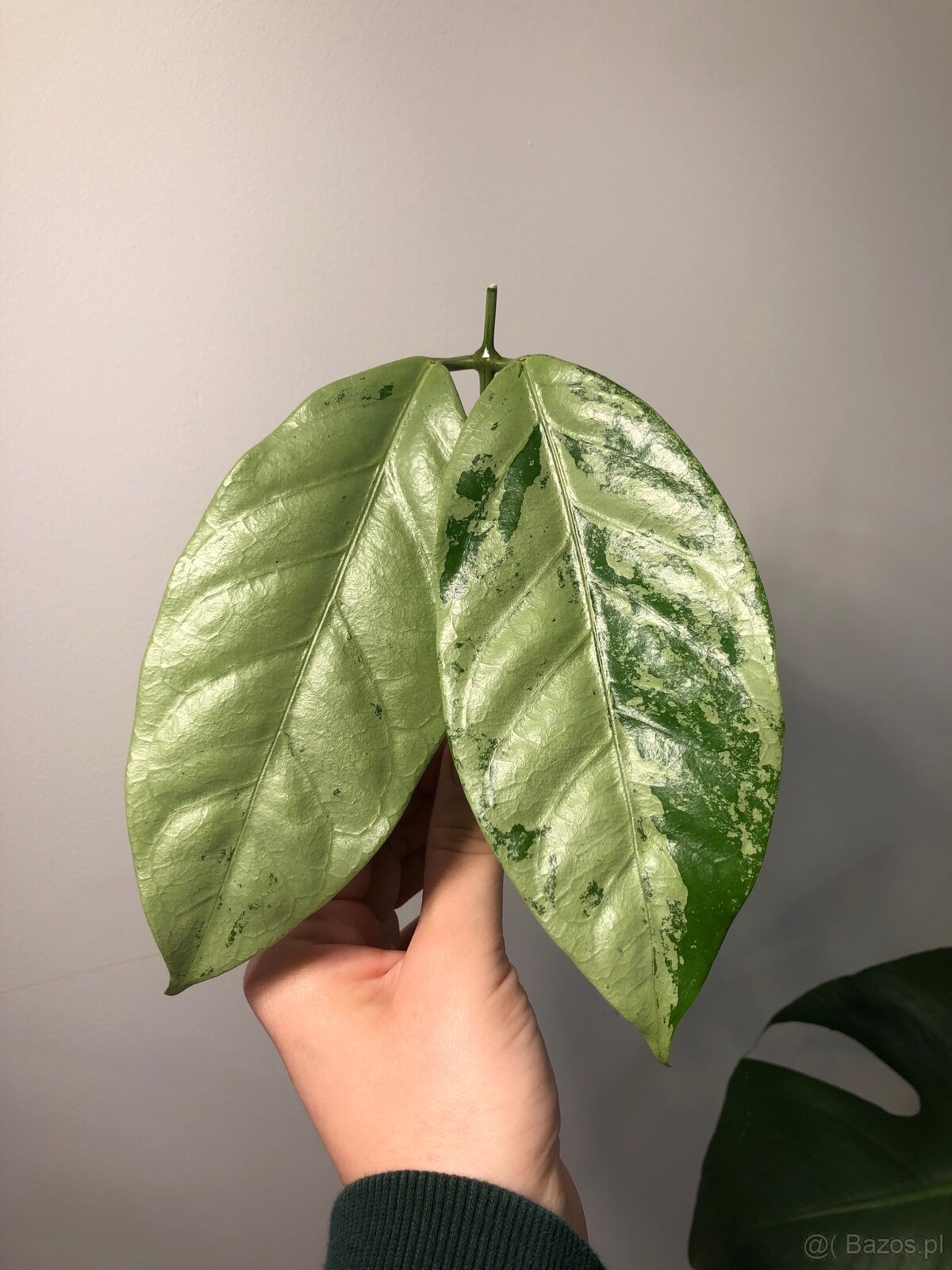 Hoya Coriacea Silver - 2