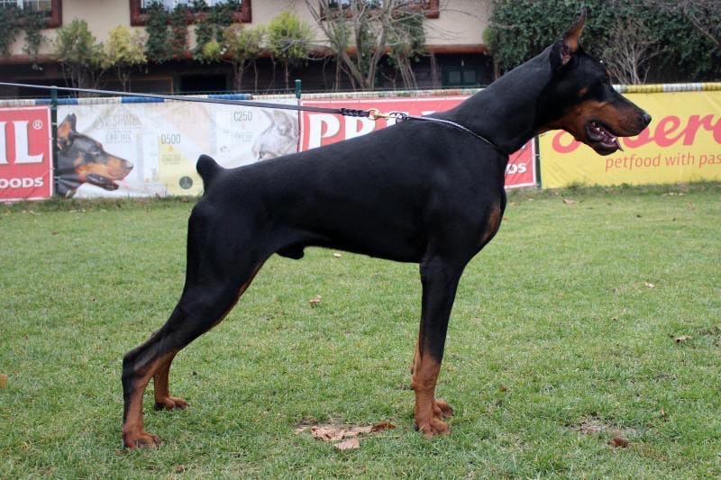 NIEBIESKIE KOPIOWANE SZCZENIĘTA DOBERMANA Z RODOWODEM FCI - 2