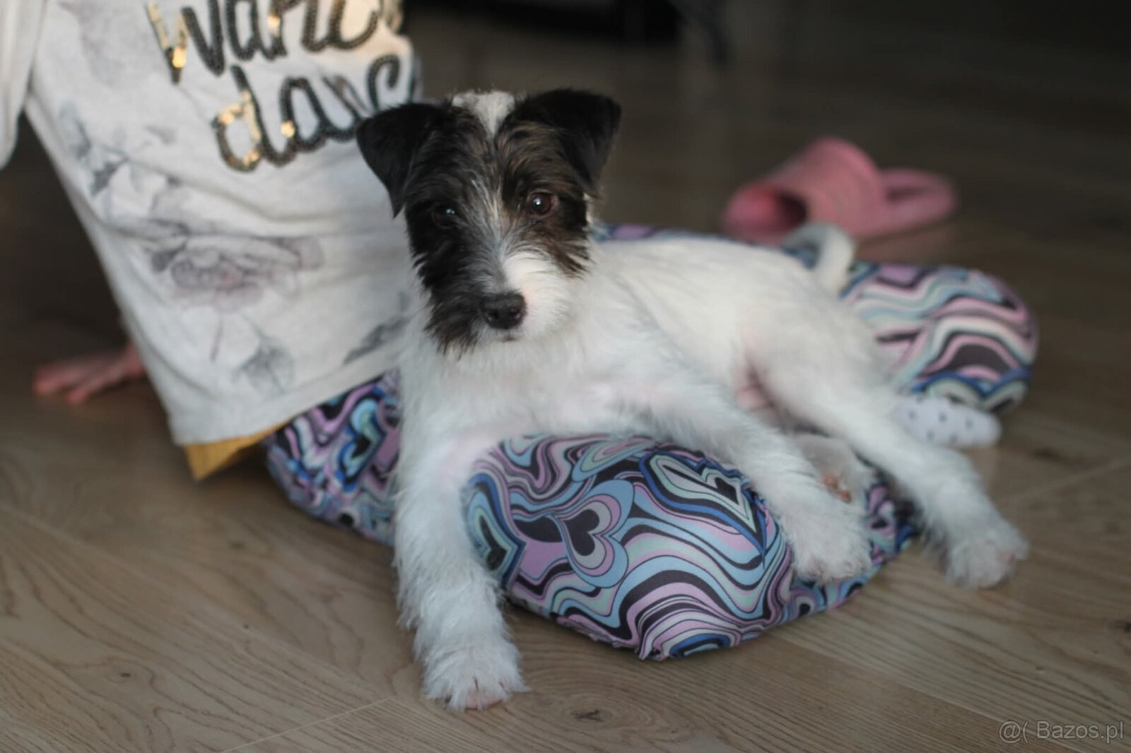 Parson Russell terrier piesek rodowodowy FCI - 2