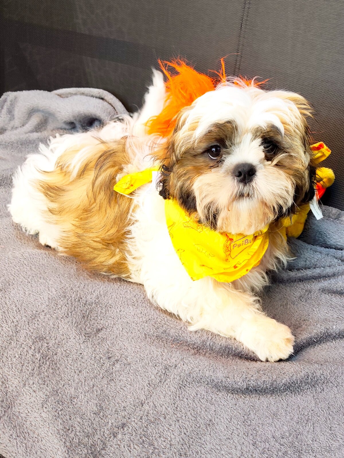 Szczeniaczki shih tzu - 2