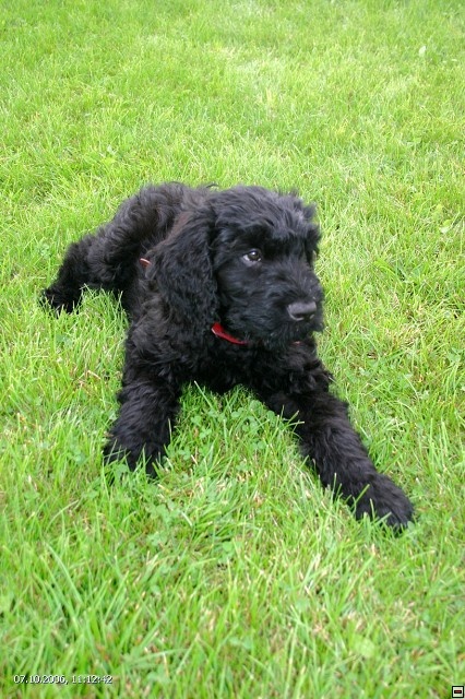 Czarny terier rosyjski - szczeniak - 2