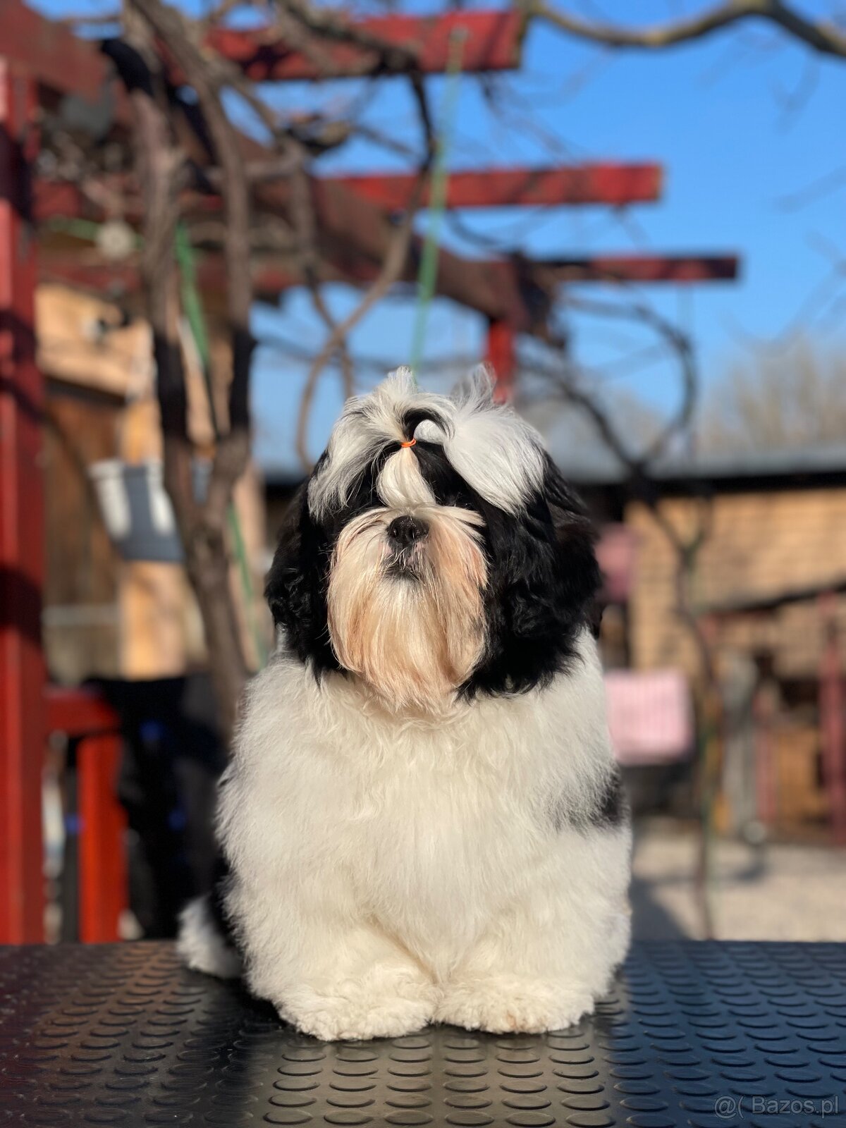 Shih Tzu PP ( shihtzu, sicu) - 2