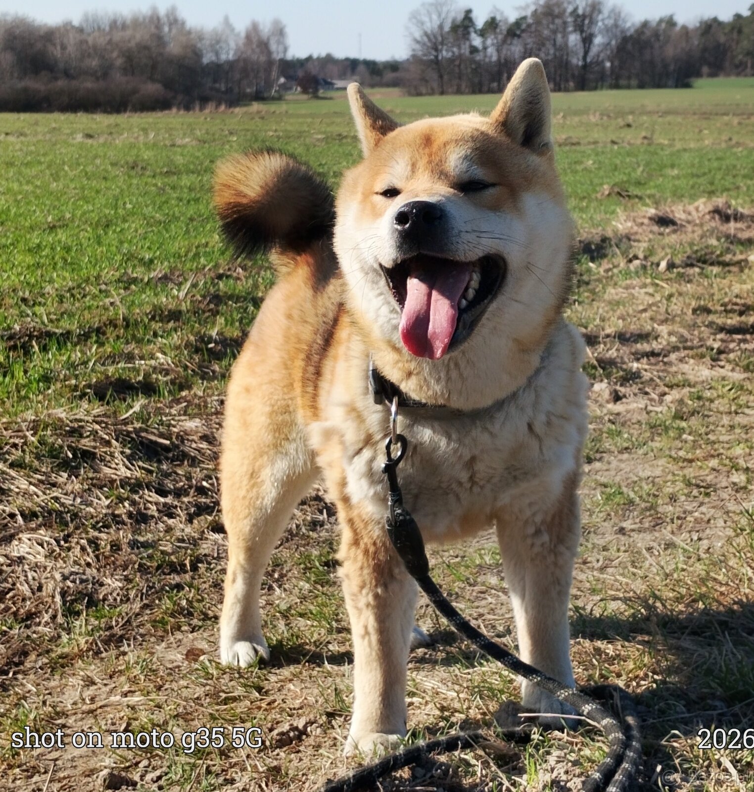 Shiba Inu - czerwony, roczny samczyk - 2