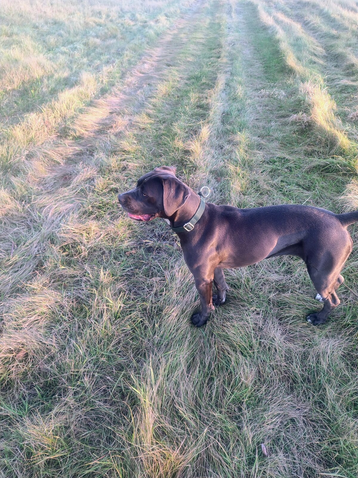 Cane Corso suka 14 miesięcy - 2