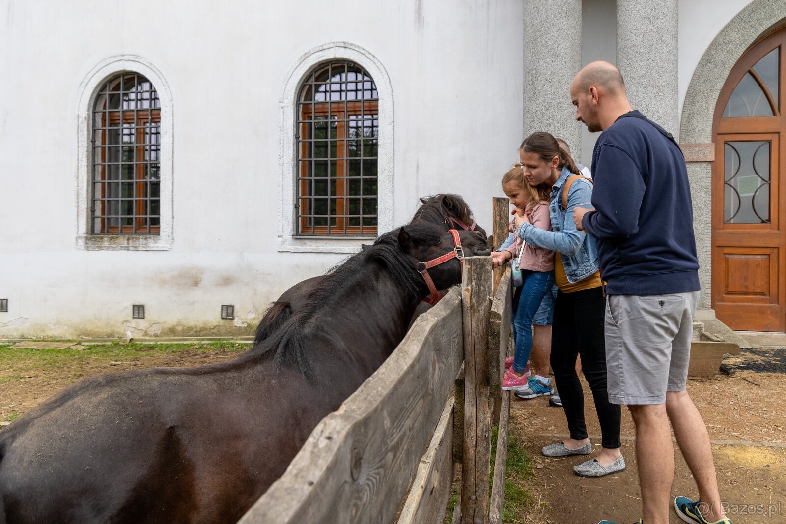 Sprzedam wałacha kuca szetlandzkiego, - 2