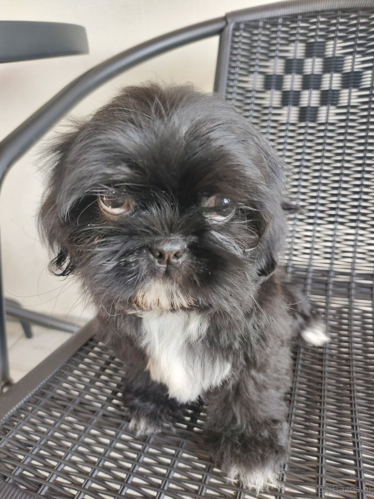 Piesek shih-tzu - 2