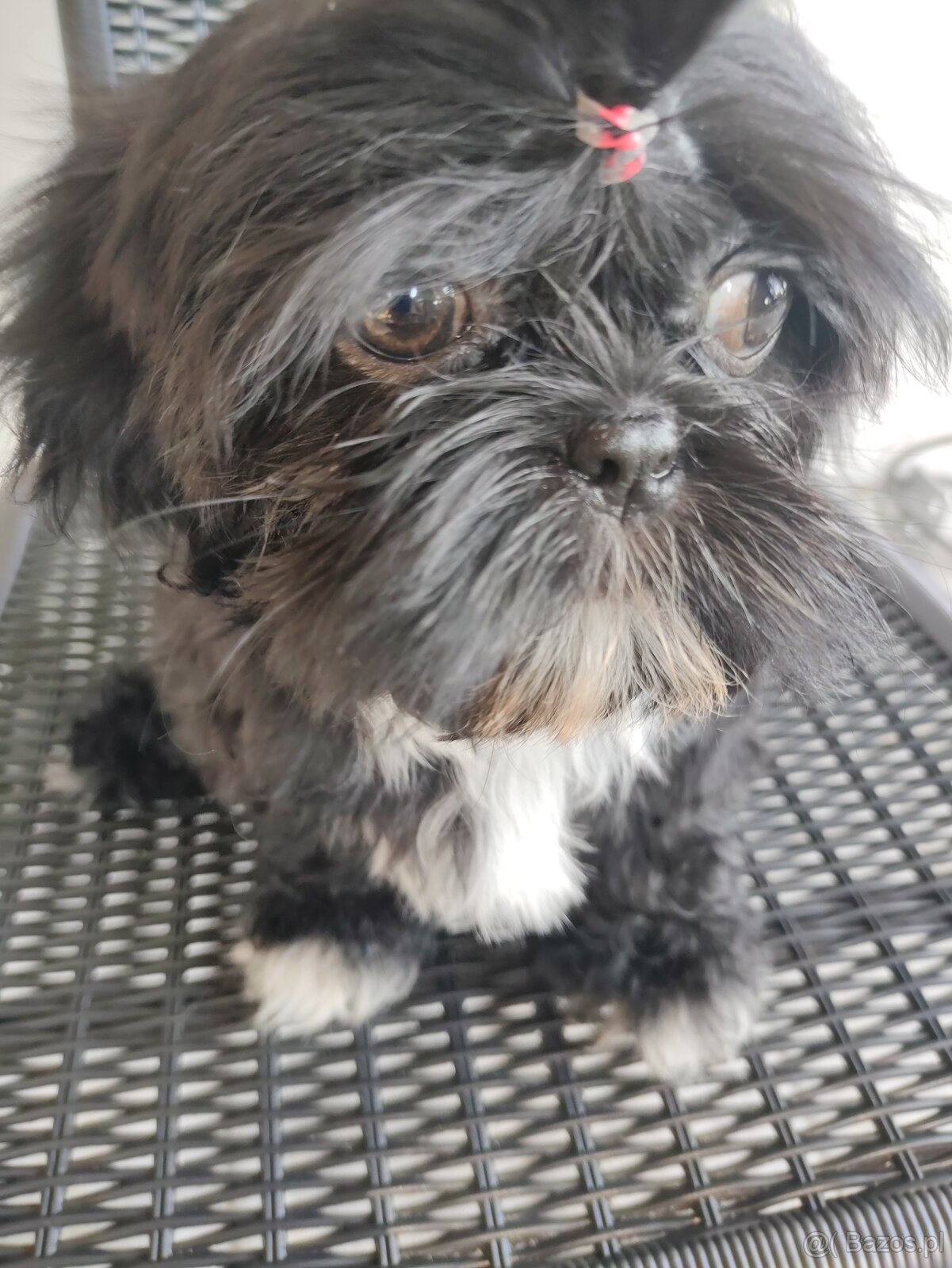 Suczka Shih-tzu - 2