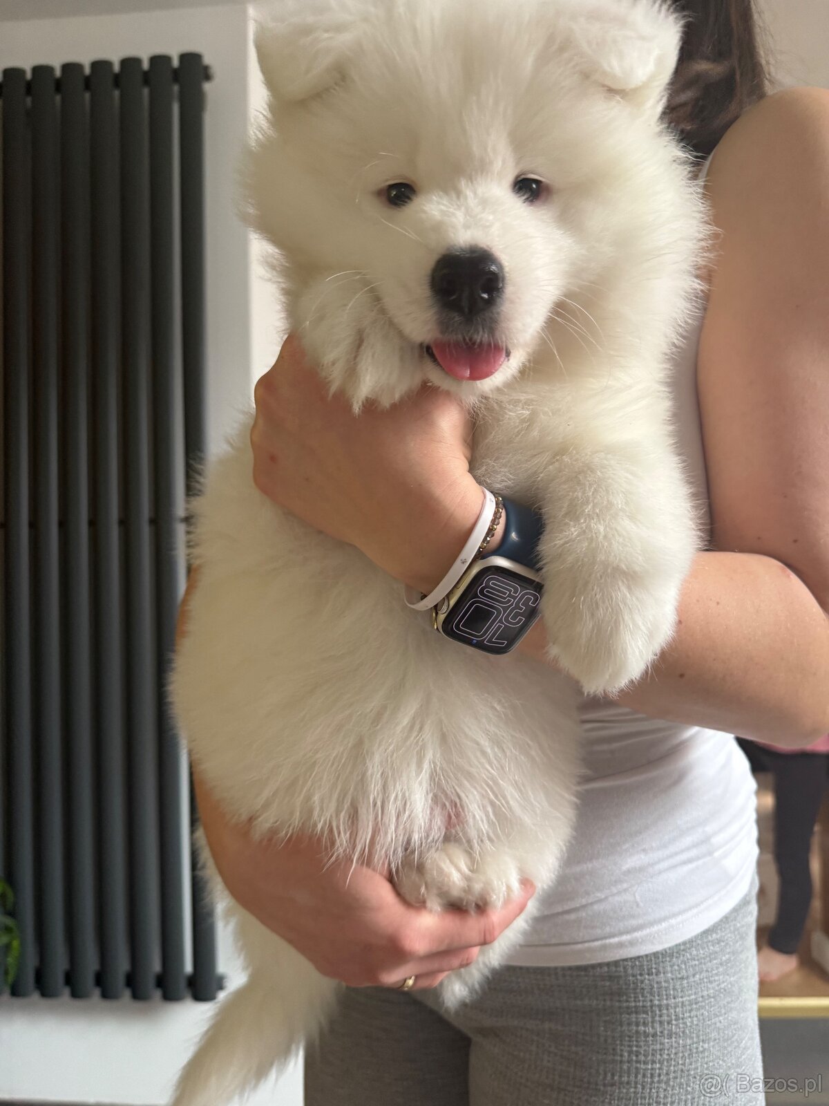 Samoyed - 2