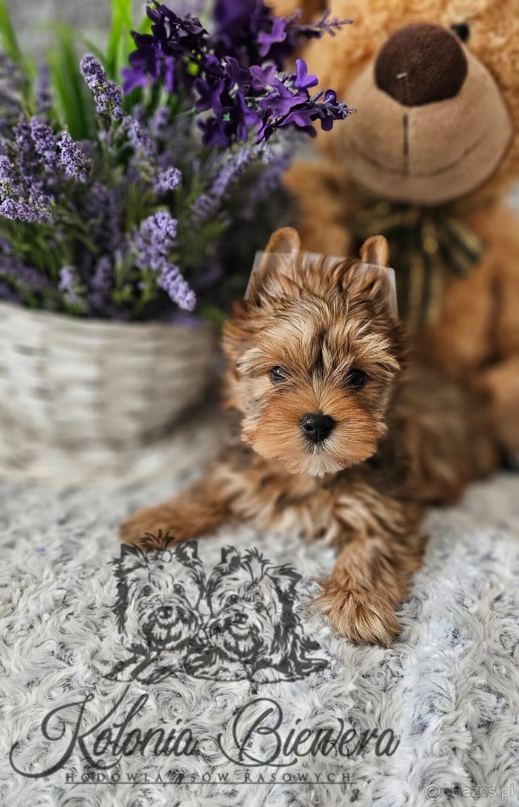 Yorkshire Terrier Ocean Pearl piesek PASZPORT - 2