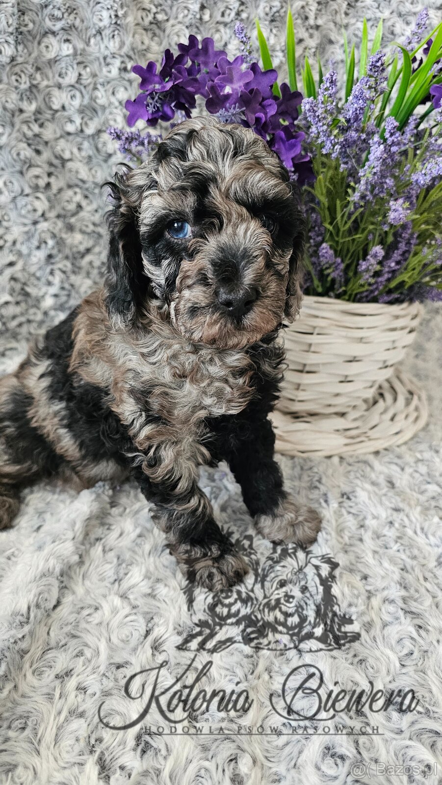Pudel Toy/Miniaturowy Blue Merle adania Genetyczne Paszport - 2