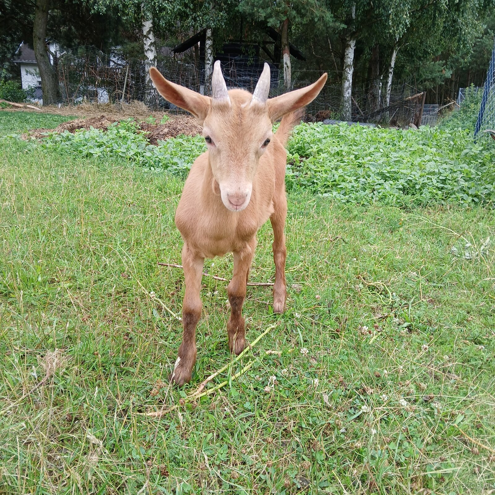 Piękny koziołek i kòzka z dobrej kontrolowanej hodowli. - 2