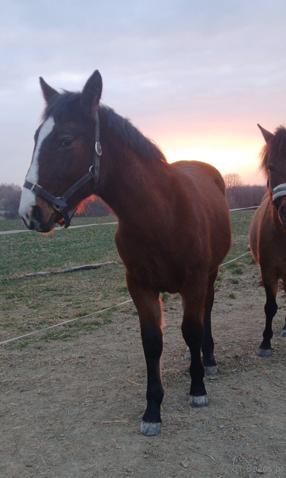 Piekny ogierek 8 miesiecy - 2