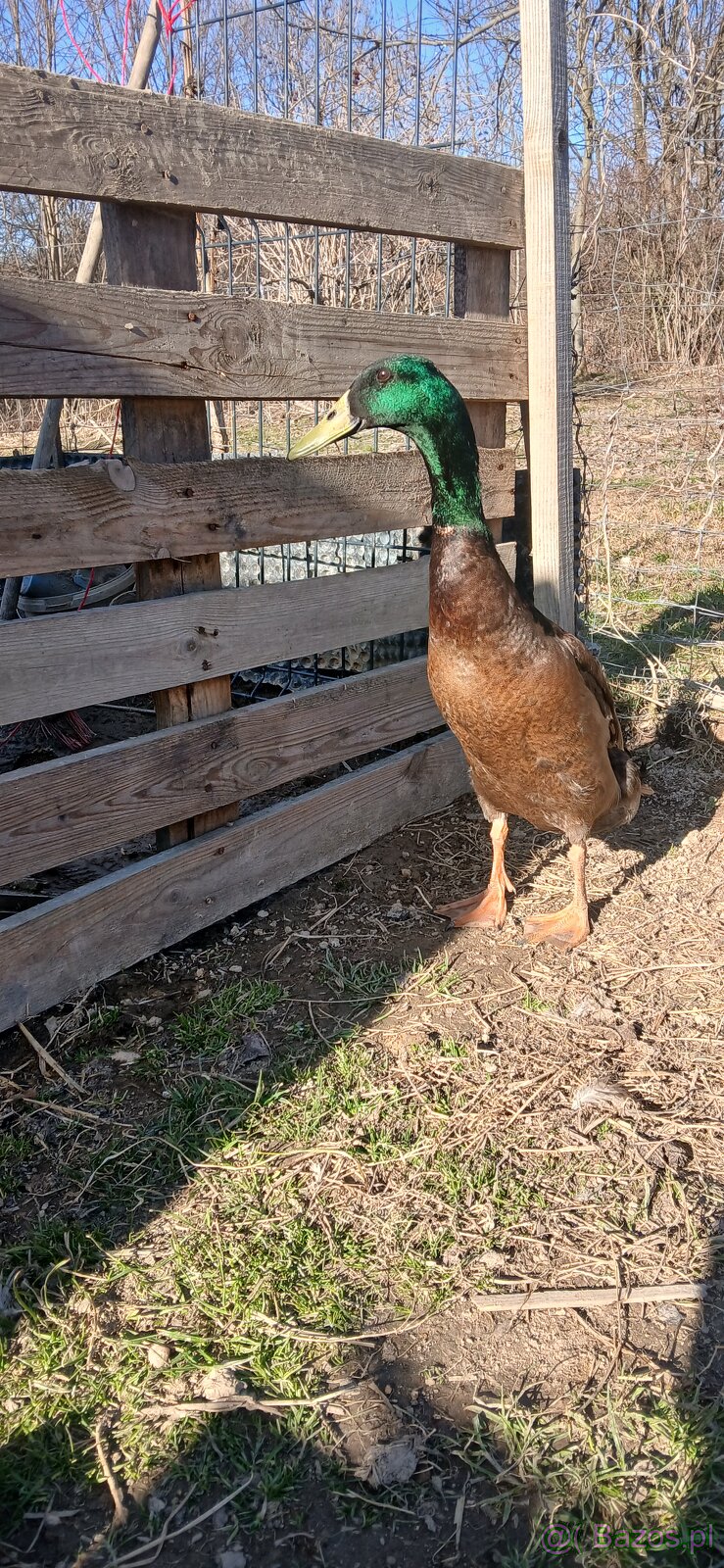 Biegusy indyjskie na slimaki - 2