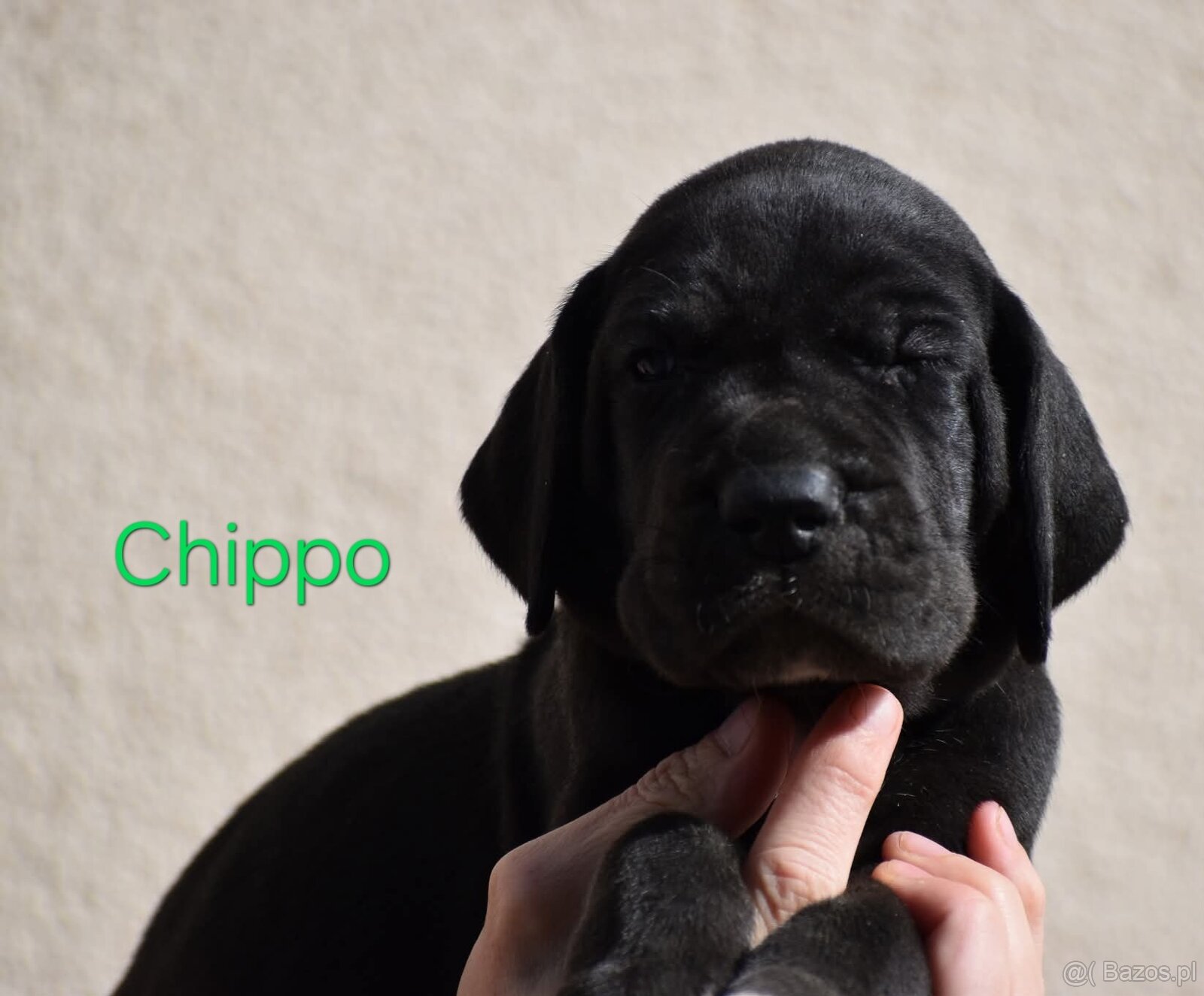 Dog niemiecki - 2